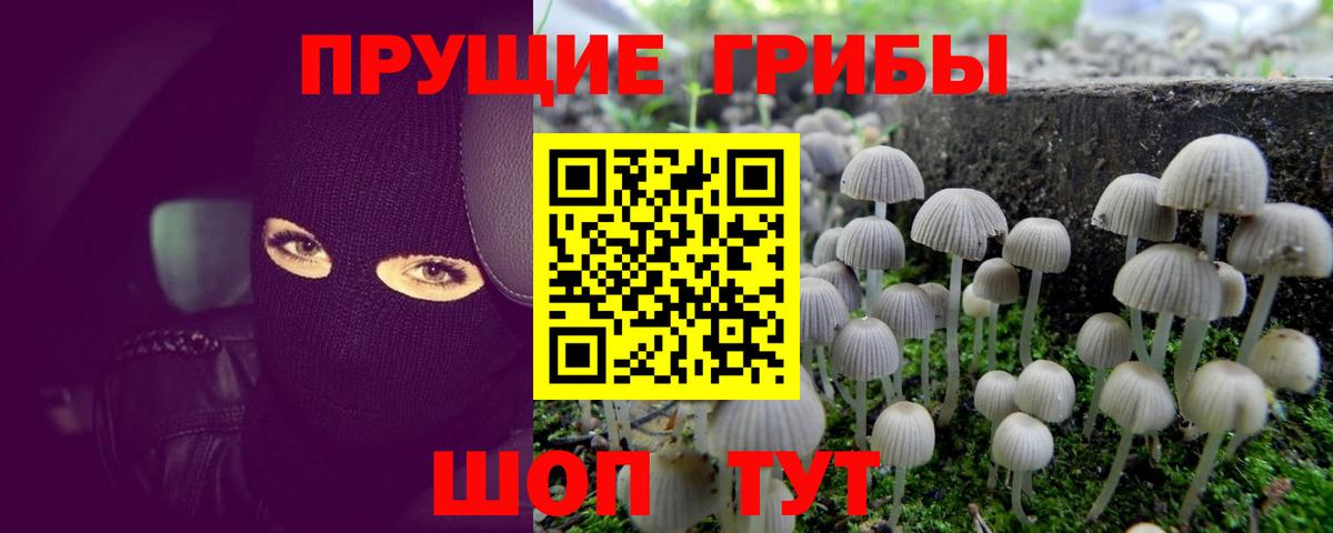 Галлюциногенные грибы Psilocybine cubensis Джанкой